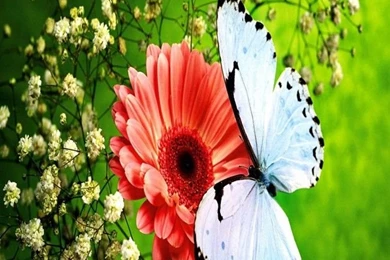 Beautiful Flower Wallpapers For Mobile Free Download Http://www ...