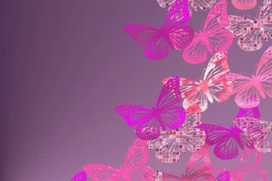 Images3 > Butterfly > INSECTS BUTTERFLY WALLPAPER,STILLS,HD ...