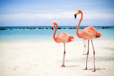 Two Flamingos On Beach Backgrounds   Beach Wallpapers