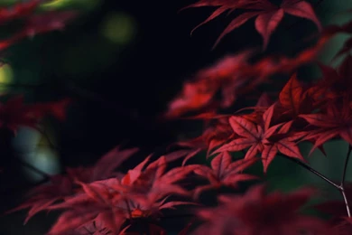 Crimson Leaves Wallpaper,crimson HD Wallpaper,nature HD Wallpapers ...