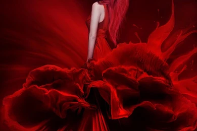 Crimson Rose   (