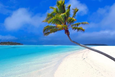 Wallpapers Sew With Coconut Tree Pin On Beach In Aruba High ...