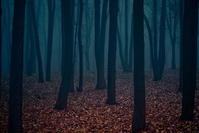 Dark Forest Wallpapers 1080p   Uncalke.com