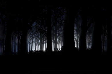 23 Forest HD Wallpapers