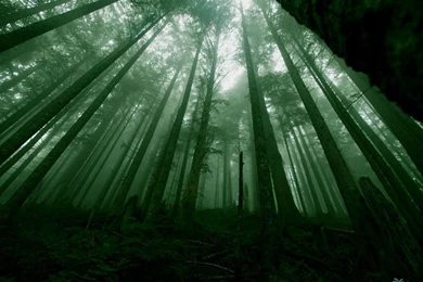 Dark Forest Wallpapers Hd Wallpapers