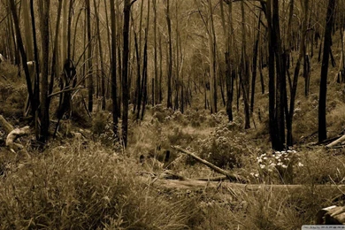 Darkforest Wallpapers Desktop Backgrounds   Kemecer.com