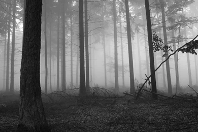 8250 Fog In The Dark Forest 1920x1080 Nature Wallpapers