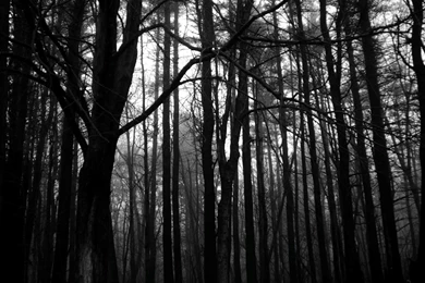 Download Dark Forest Backgrounds Photo Wallpapers