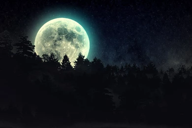 Free Dark Forest Wallpapers Picture @C8Z « Wallx