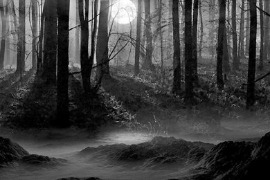 DARK FOREST WALLPAPER   (