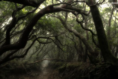 Dark Forest Widescreen Wallpapers   Mbagusi.com