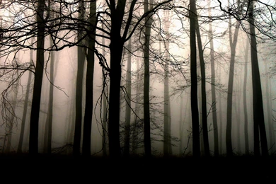 1920x1080px Interesting HD Dark Forest Walls 960.33 KB