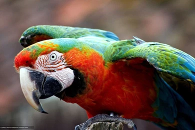 358266_popugaj_perya_klyuv_krylya_1680x1050_www.Gde Fon.com.jpg