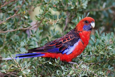 389911_ptica_popugaj_rozella_1680x1050_www.Gde Fon.com.jpg