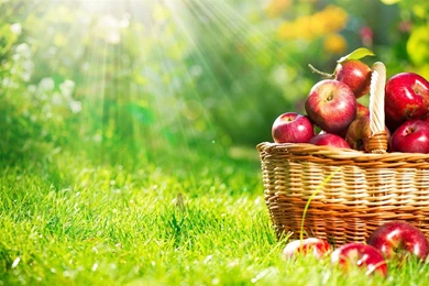 Red Apple HD Desktop Wallpapers 8 － Cate Wallpapers   Free ...