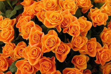 Orange Rose Wallpapers   Wallpapers Zone