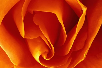 Free Orange Roses Wallpapers
