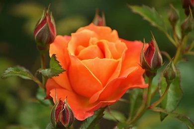 Beautiful Orange Roses