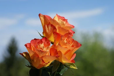 Orange Roses Wallpapers 10482 1920x1200   UMad.com