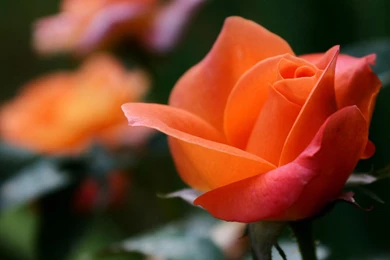 Love Flowers   Orange Rose   Wallpapers