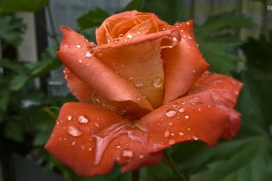 10 Beautiful HD Wallpapers Of Roses