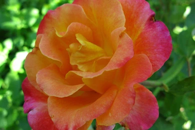 Orange Rose HD Wallpapers