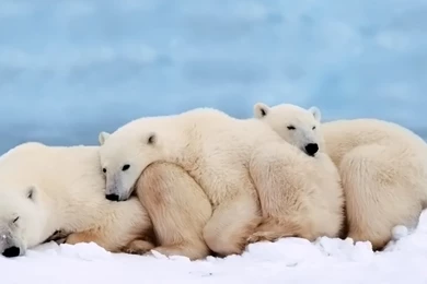 High Resolution Arctic Animal Polar Bear Wallpapers HD 1 Full Size ...