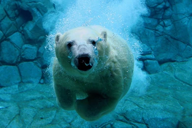 Polar Bear Computer Wallpapers 10657   Pacify Mind