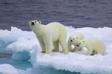 Bear Family Wallpapers   HD Wallpaper Backgrounds Of Your Choice