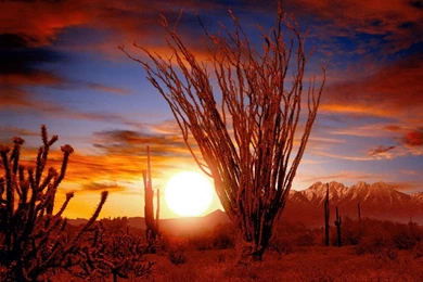 Ocotillo, Sonora Desert, Arizona < Nature < Life < Desktop Wallpapers