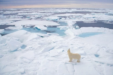 Polar Bear Desktop Wallpapers 12362 1920x1080   UMad.com