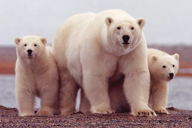 All Latest World Articles Blog » Blog Archive » White Polar Bear ...