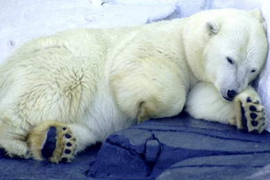 Bears Wallpapers Page 11: Bear Mothers Love Ice Wallpapers Pictures ...