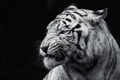 Wallpapers Hd White Tiger