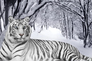 Snow White Tiger Desktop Backgrounds HD 1920x1080