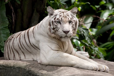 White Tiger Wallpaper Images Photos Pictures Backgrounds