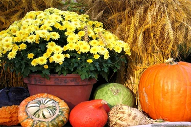 Thanksgiving Day Scene Wallpapers   Crazy Frankenstein