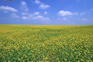 Beautiful Country Farm Scene Photography 1024x768 NO.45 Desktop ...