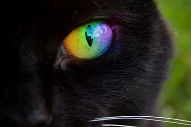 Cats: Black Cat Rainbow Eyes Free Download Wallpapers For HD 16:9 ...