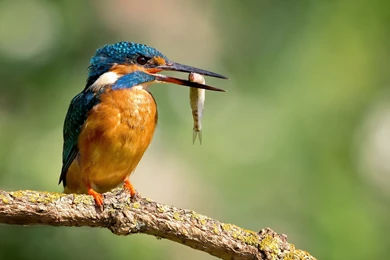 Kingfisher Top HD Wallpapers Id: 10635g Pacify Mind
