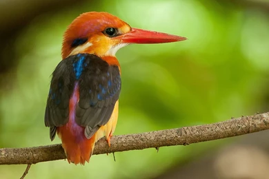 The Kingfisher Wallpapers Free Download For Desktop & Mobile