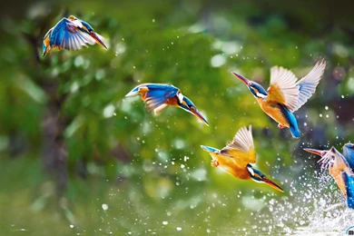 The Kingfisher Wallpapers Free Download For Desktop & Mobile