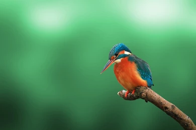 Kingfisher HD Wallpapers   IHD Wallpapers