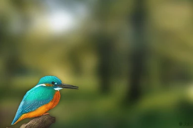 Kingfisher Wallpapers   ImgMob