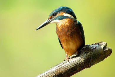 Kingfisher Wallpapers