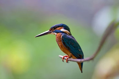 Kingfisher Wallpapers 2580 1920x1200   UMad.com