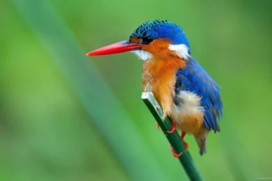 Malachite Kingfisher HD Desktop Wallpapers : Widescreen : High ...