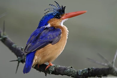Malachite Kingfisher Lake Nakuru National Park Kenya HD Desktop ...