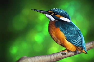 HD Kingfisher Wallpapers And Photos