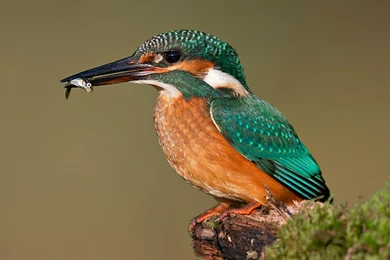 Kingfisher   (